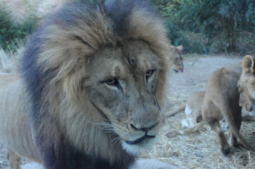 Powersoft DEVA, advanced messaging, Cincinnati Zoo