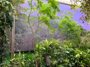 Videowall inside a room set up as a forest and displaying a matching jungle background