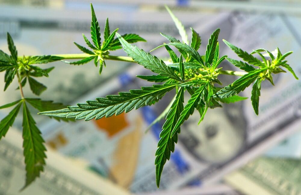 ASCII Group Q&A: Opportunities in the Cannabis Business