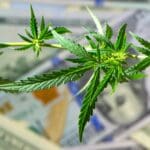 MSP opportunities in Cannabis market