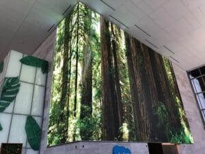 Salesforce Lobby Redwoods