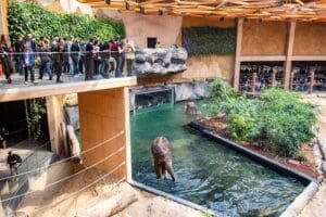 Visitors observing an elephant in water at Łódź Zoo.