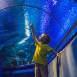 aquarium and boy, visit in oceanarium, underwater tunnel and kid, wildlife underwater indoor, nature aquatic, fish, tortoise.