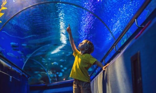 aquarium and boy, visit in oceanarium, underwater tunnel and kid, wildlife underwater indoor, nature aquatic, fish, tortoise.