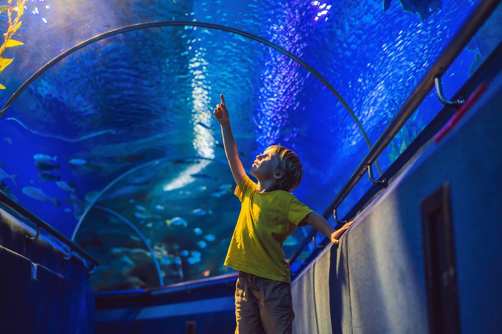 aquarium and boy, visit in oceanarium, underwater tunnel and kid, wildlife underwater indoor, nature aquatic, fish, tortoise.