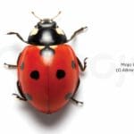 size comparision of Mojo Vision microLED display technology