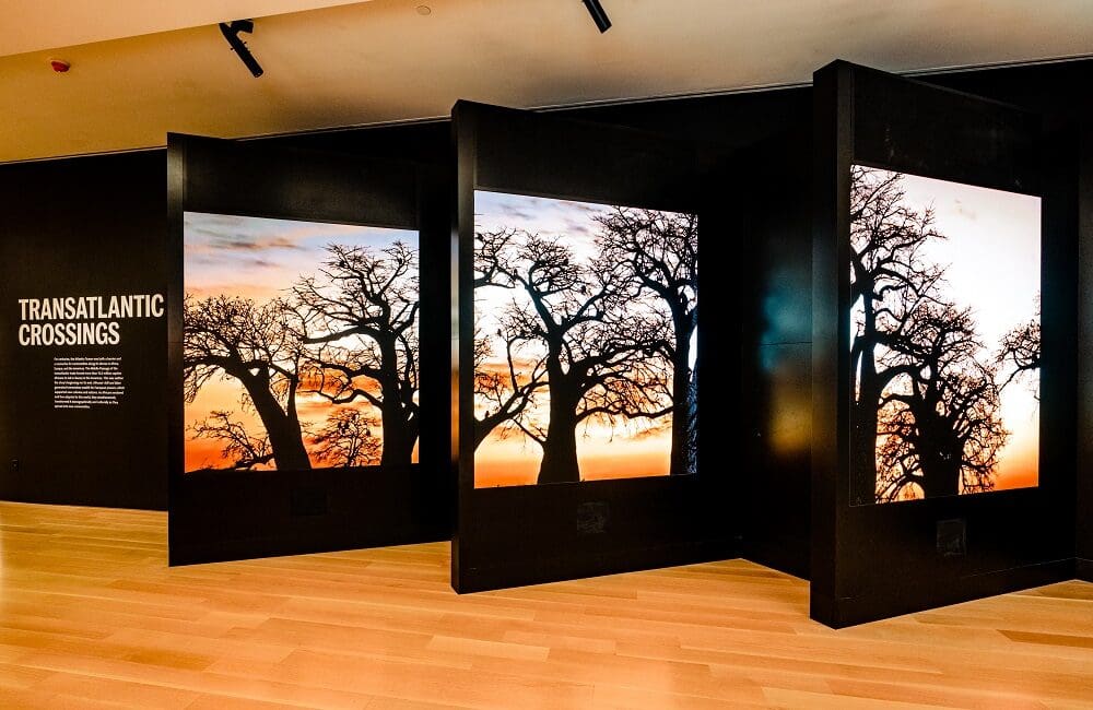 IAAM Elevates African American Diaspora With Sony Technology