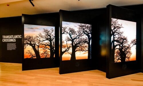 Sony displays at the IAAM.