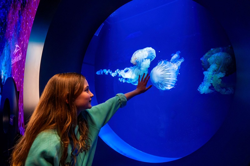 A young visitor enjoying the jellyfish exhibit at SeaWorld San Diego